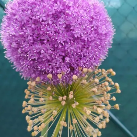 شقة Liptovmara Ižipovce