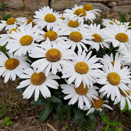 Liptovmara Lägenhet Ižipovce